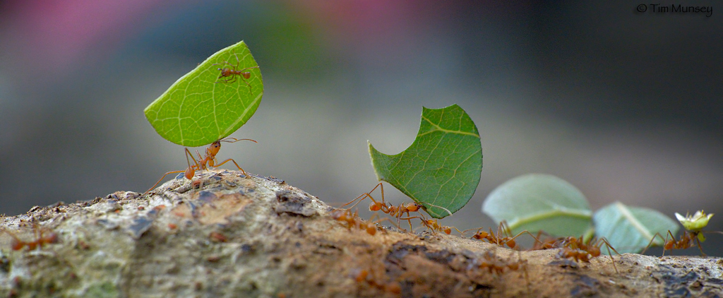 Leaf Cutter Ants